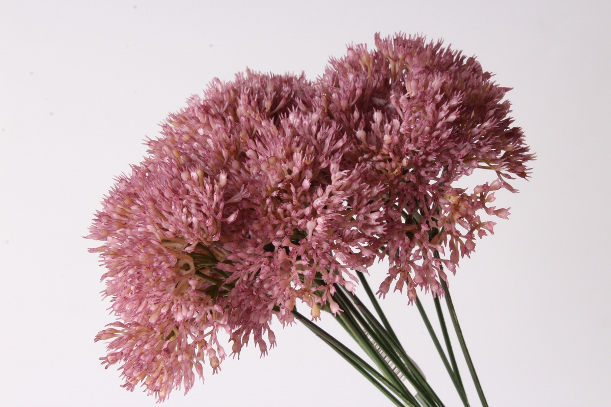 Allium pink