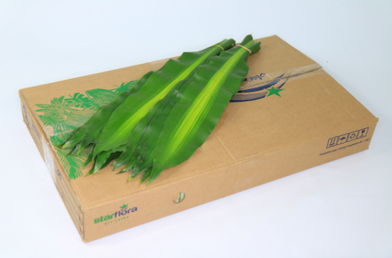 Blad Dracaena marginata