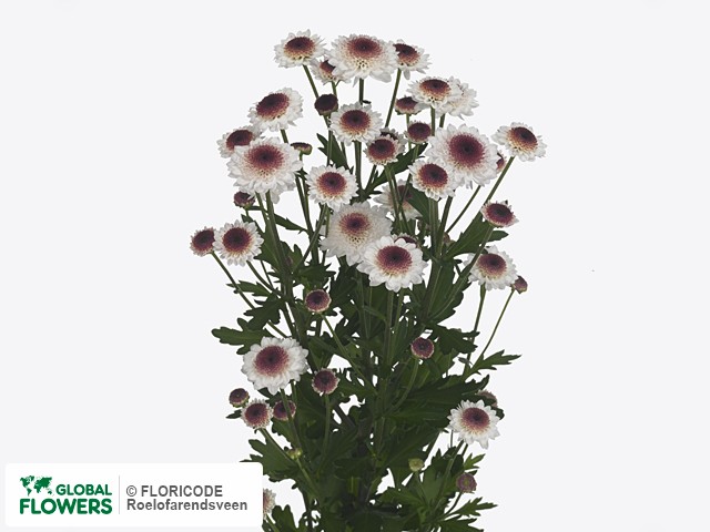 Хризантема сантини свит харт