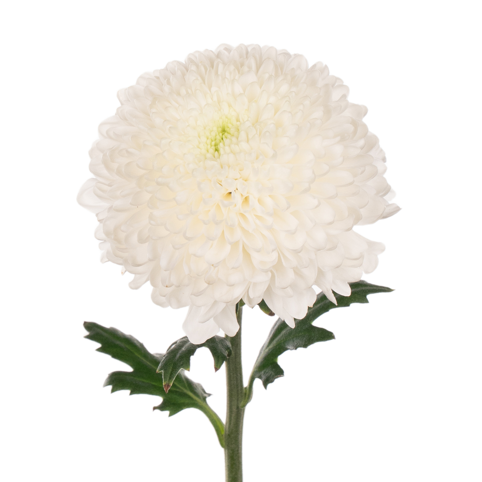 Chrysanthemum halina