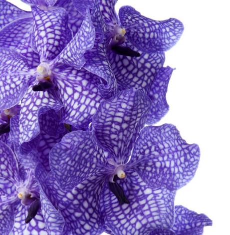 Vanda dark blue