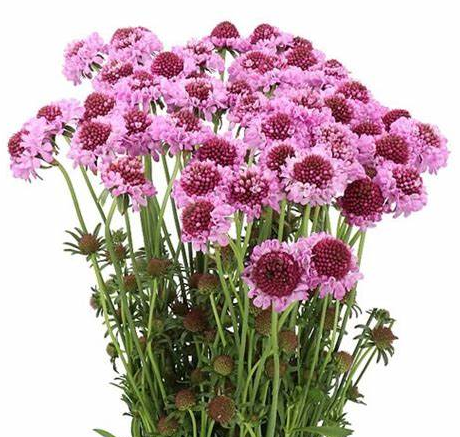 Scabiosa saura