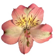 Alstroemeria kurosawa | Wholesale flowers, plants and supplies Alstroemeria kurosawa