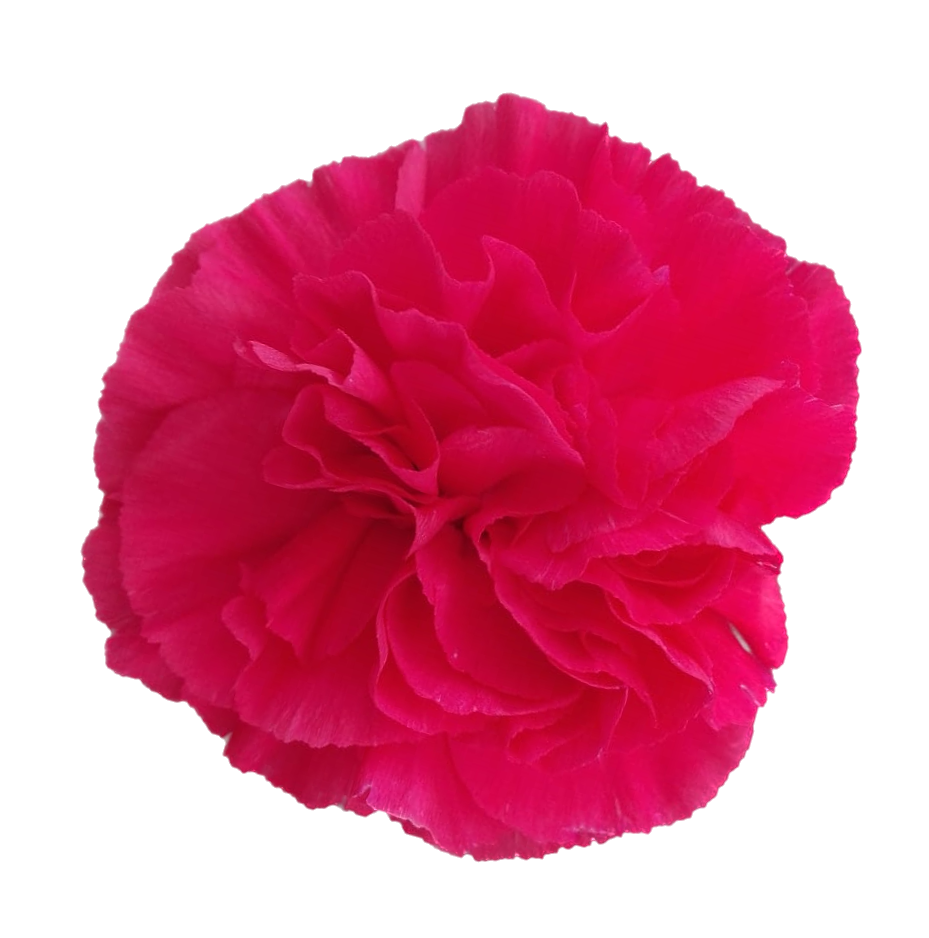 Гвоздика джобим