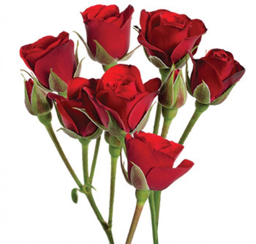Rose spray fire king