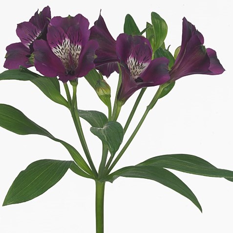 Alstroemeria carlin