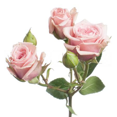 Роза куст свит сенсейшен