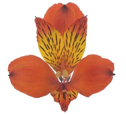 Alstroemeria hiphop | Wholesale flowers, plants and supplies Alstroemeria hiphop