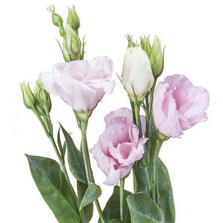 Eustoma double arena light pink