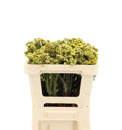 Капс краш. металасия желтый