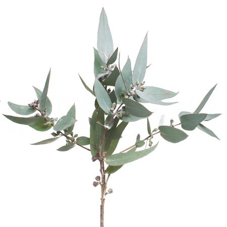 Blad Eucalyptus pulverulenta