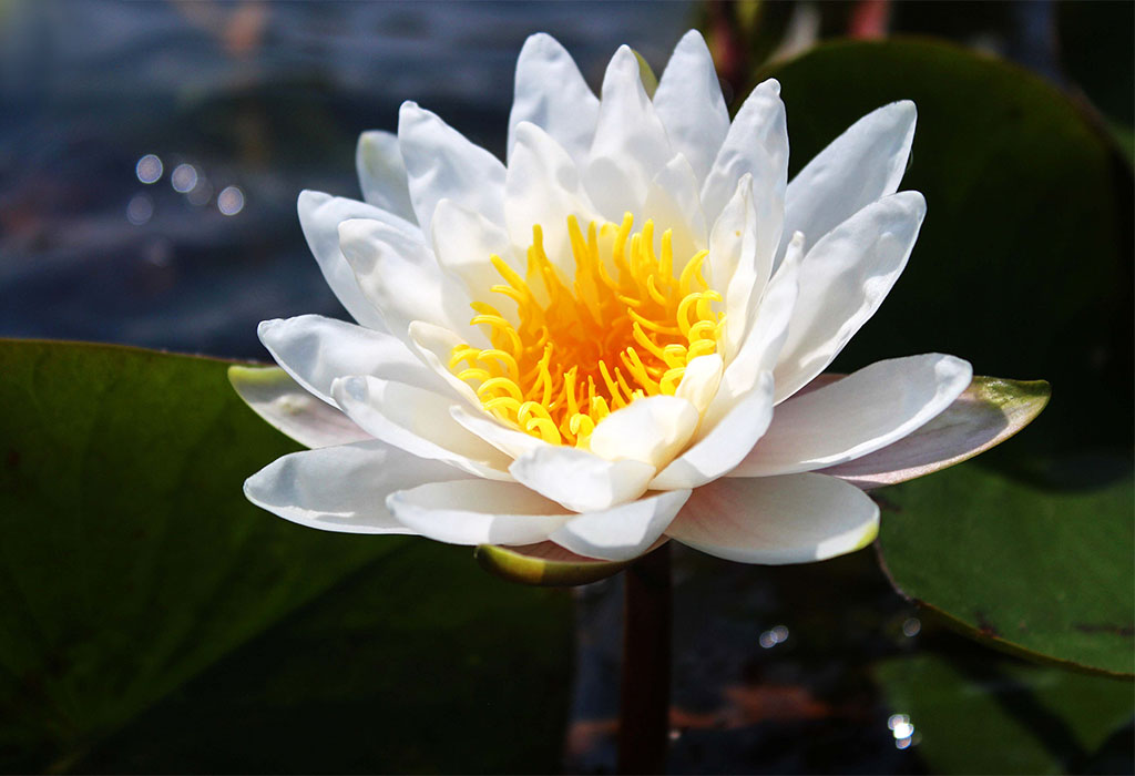 Nymphaea white