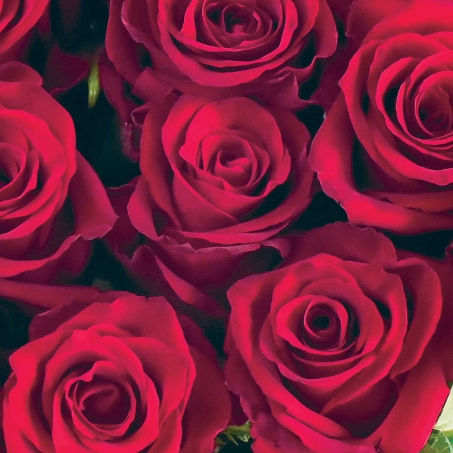 Роза однг хё хайнесс