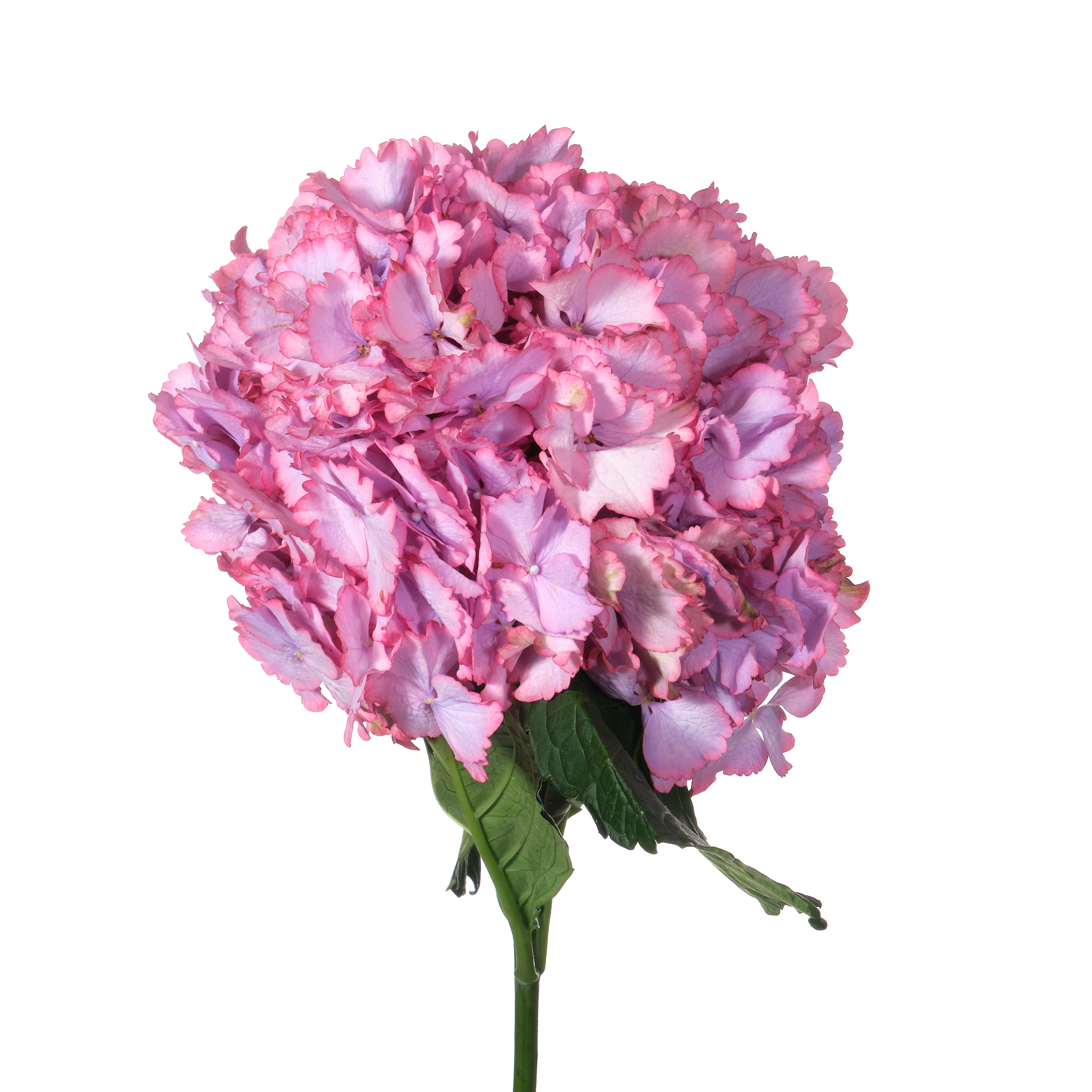 Hydrangea magical colourdream