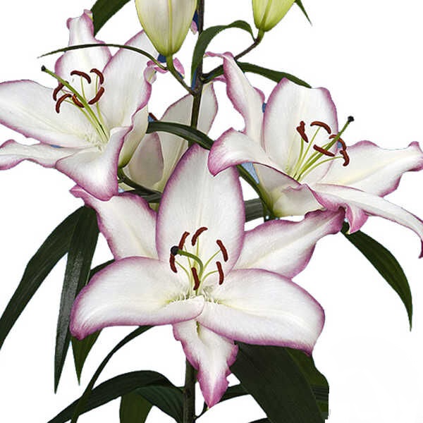 Lilium oriental the edge