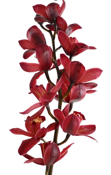 Cymbidium ruby