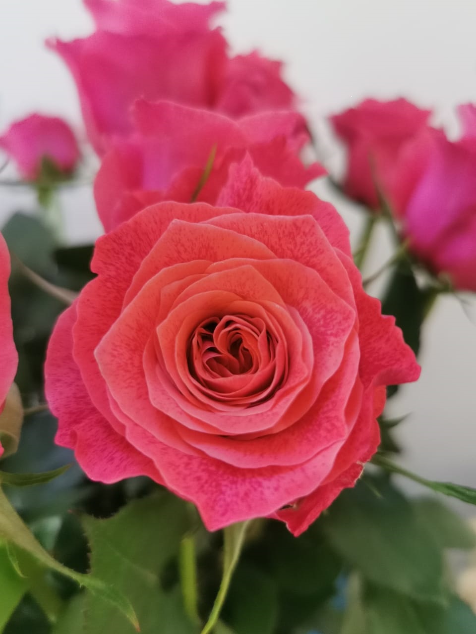 Rose galaxy | Wholesale flowers, plants and supplies Rose galaxy