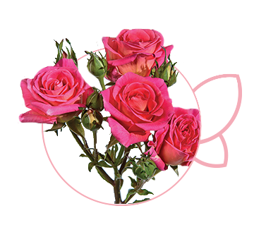 Rose spray andrea folies