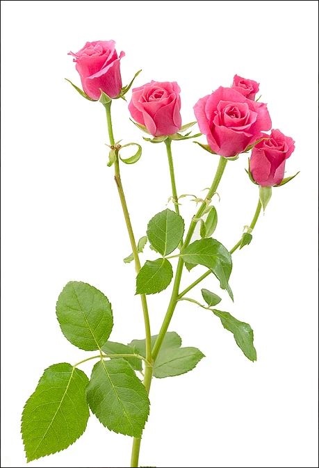 Rose spray hot pink folies
