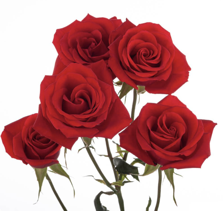 Rose spray scarlett mimi | Wholesale flowers, plants and supplies Rose spray scarlett mimi