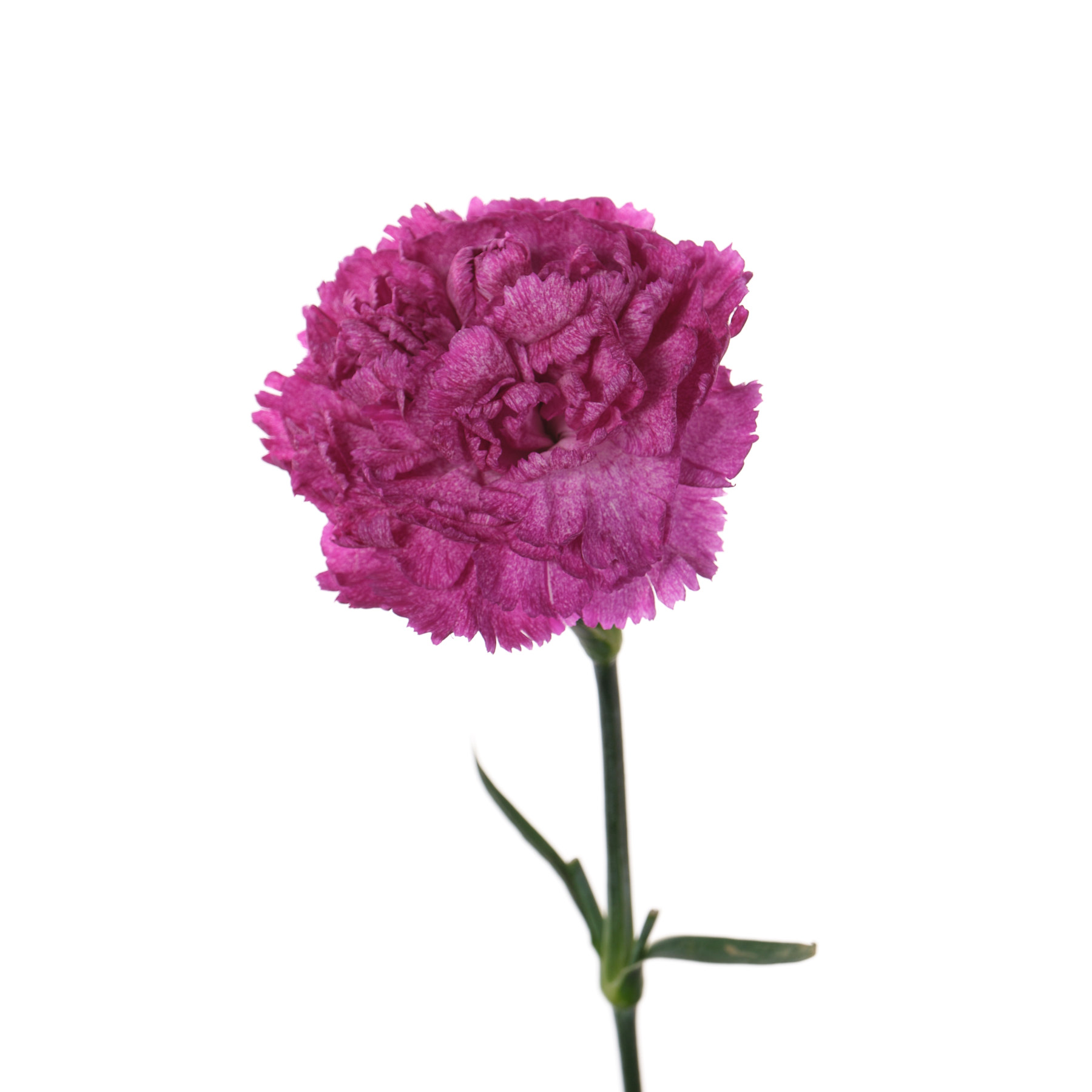 Гвоздика пурпурная