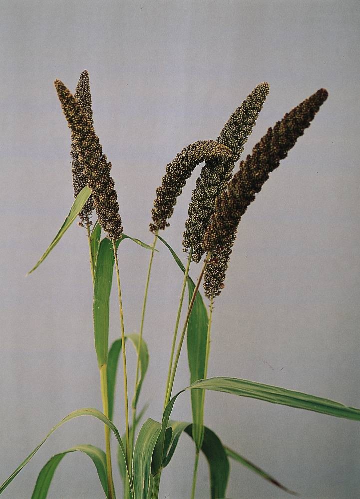 Setaria italicum lowlander