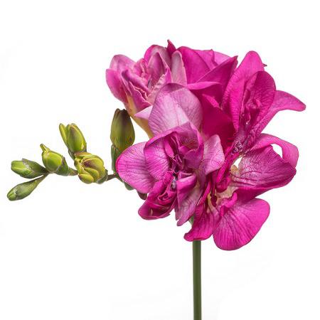 Фрезия эн розовая