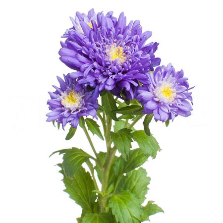 Каллистефус синий в Москве