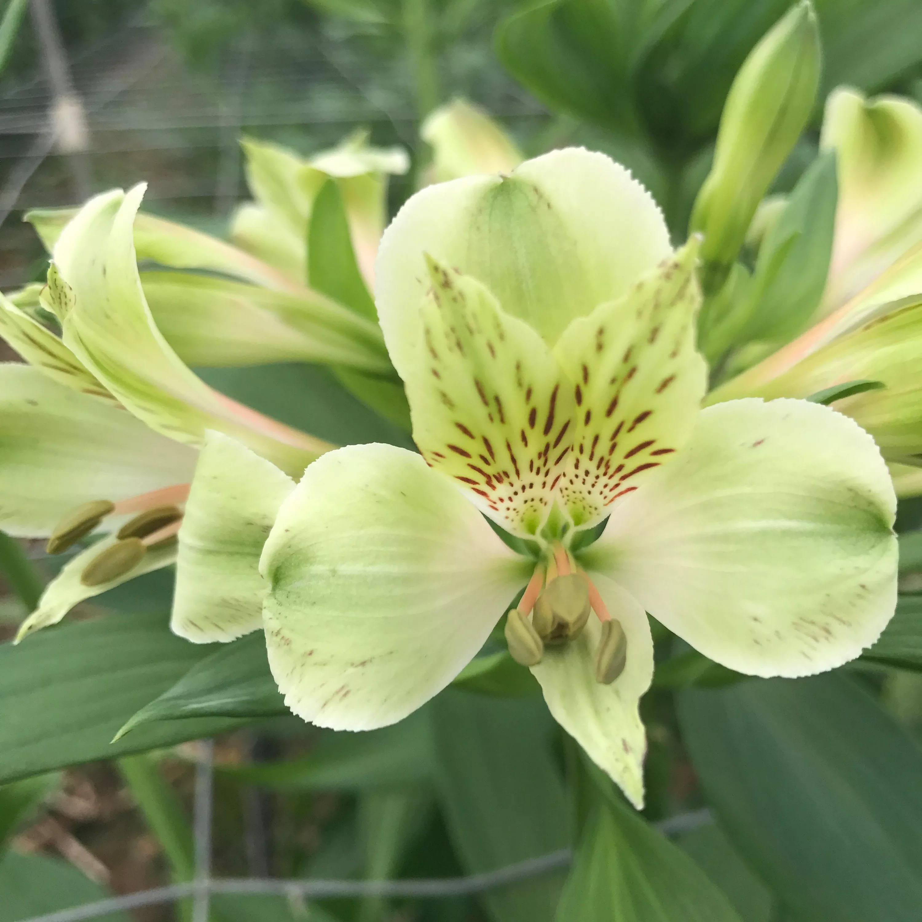 Alstroemeria greenfield