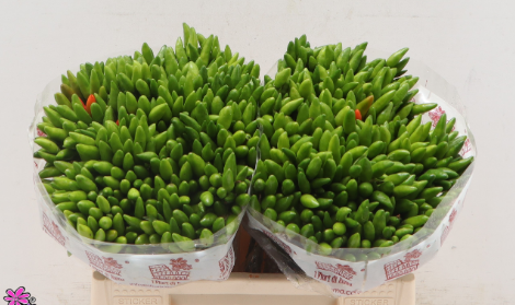 Capsicum green fire
