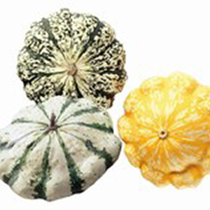Cucurbita patisson mix