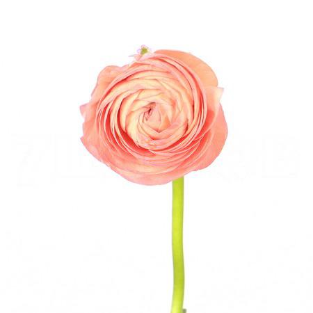 Ранункулус персиковый