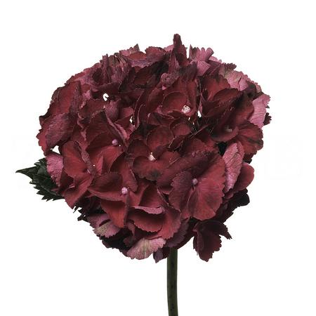Hydrangea magical red