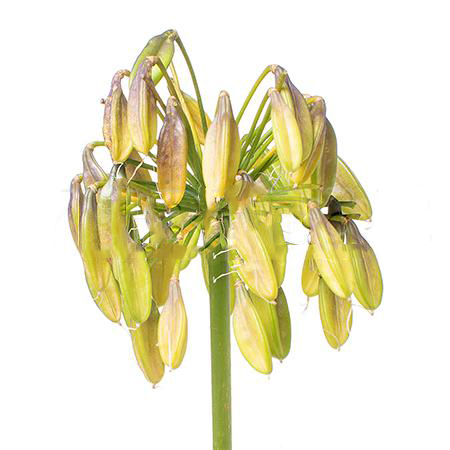 Agapanthus seed pod
