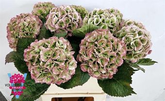 Hydrangea lolly pop classic green