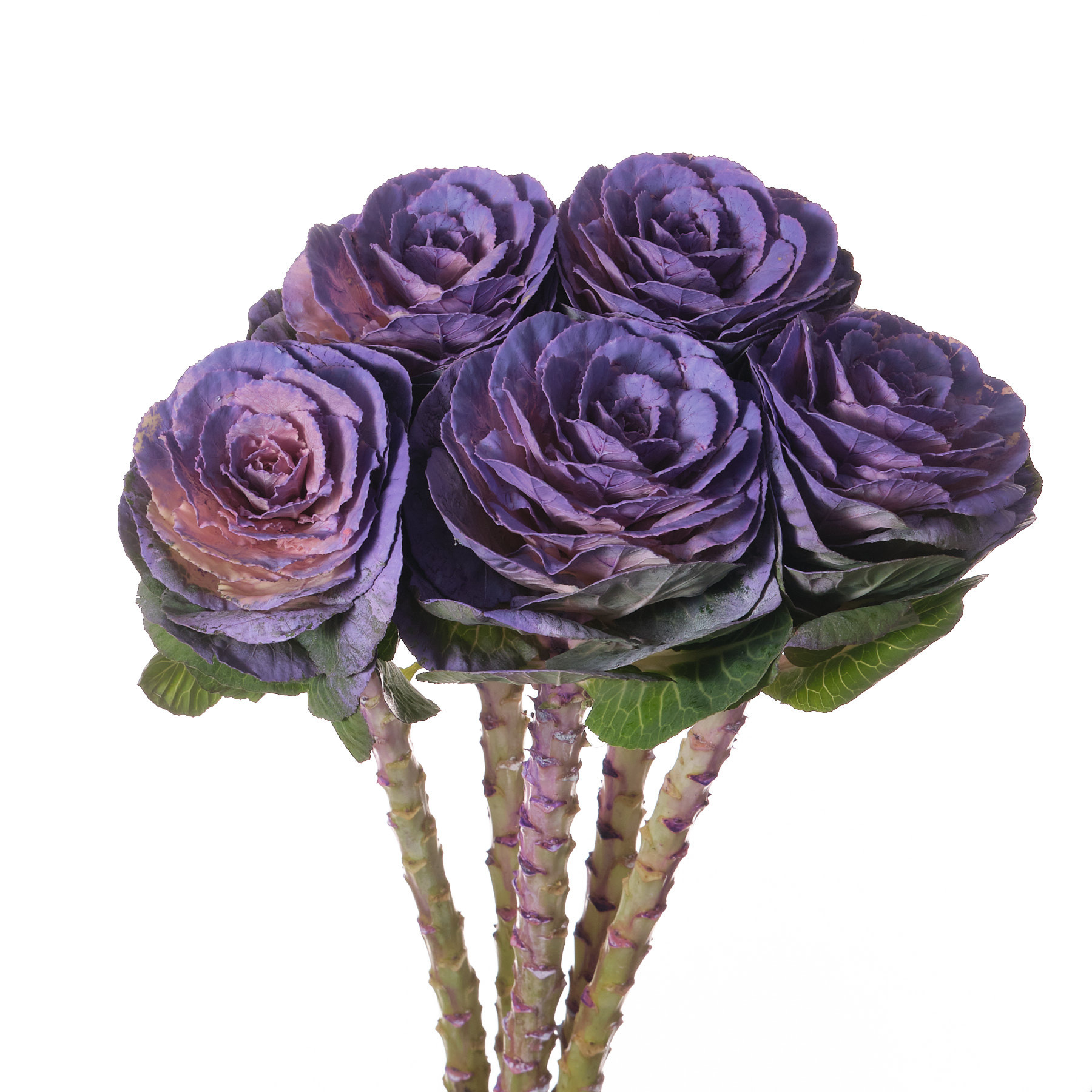 Брассика краш. милка в Москве