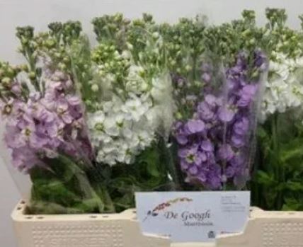 Matthiola spray mix