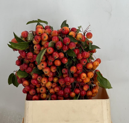 Malus evereste | Wholesale flowers, plants and supplies Malus evereste