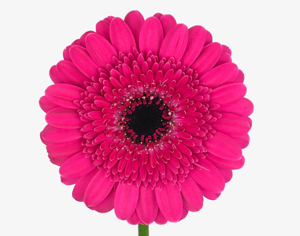 Гербера мини буст