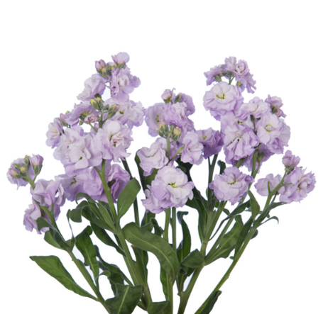 Matthiola spray lavendel