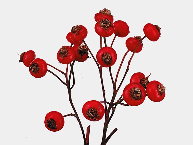 Rose rose hip red