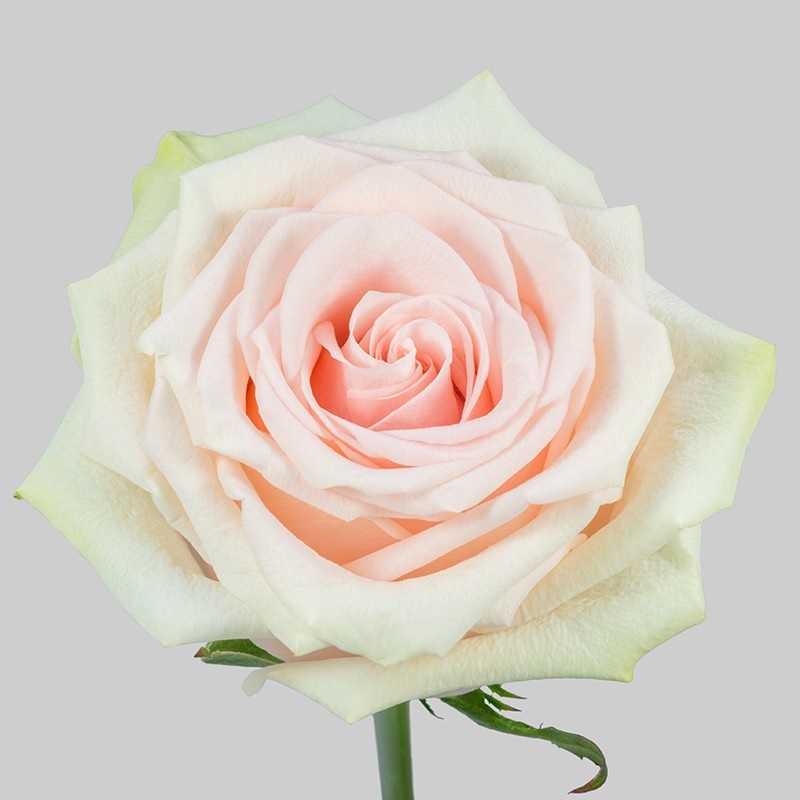 Роза гр марципан
