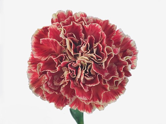 Carnation wine cover