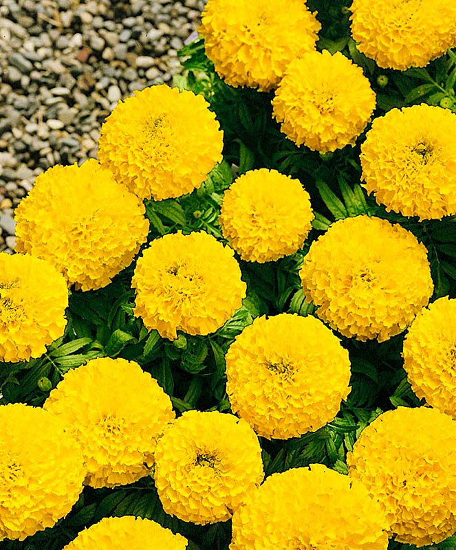 Tagetes yellow
