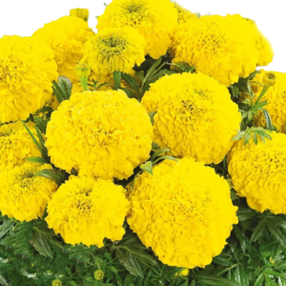 Tagetes yellow