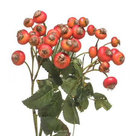 Rose rose hip red hooijdonk 