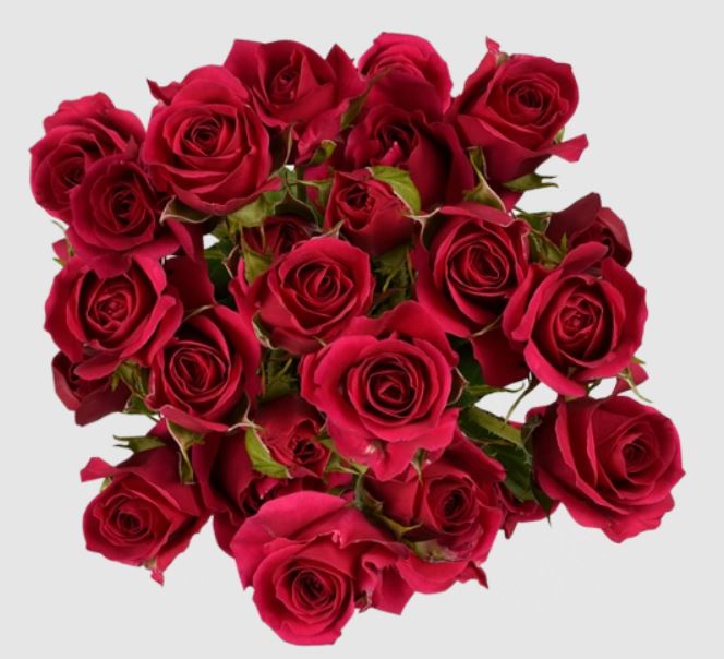 Rose spray red mikado | Wholesale flowers, plants and supplies Rose spray red mikado