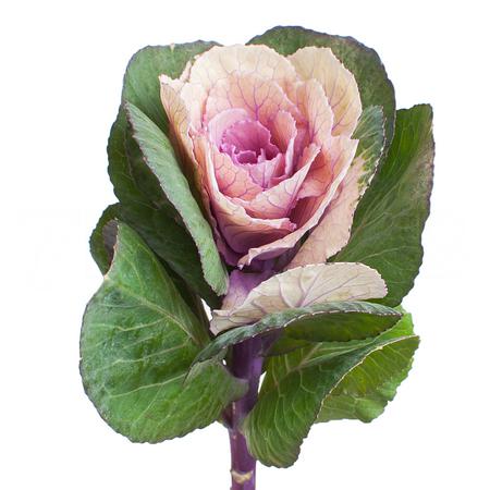 Брассика люба