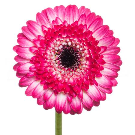 Gerbera Mini manolo