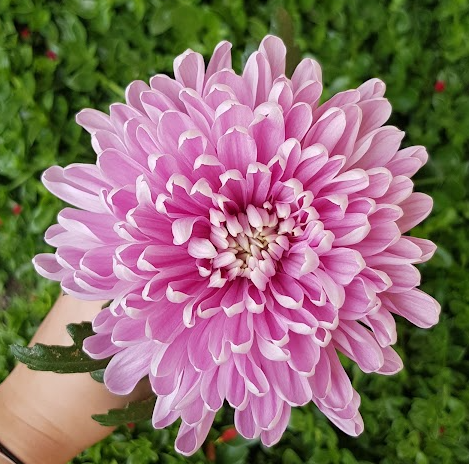 Chrysanthemum single dark rossano